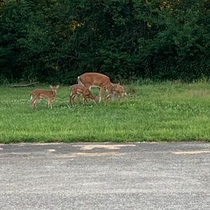 Meet your Posher, Tristin